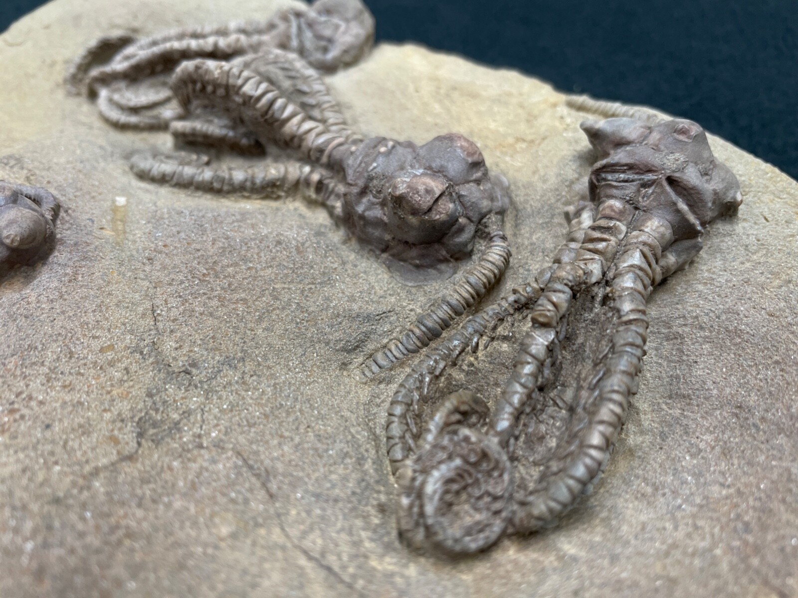 Picture 7 of 12