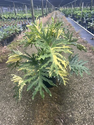Extremely Rare Variegated Philodendron Hope Selloum In A 10”/ 3