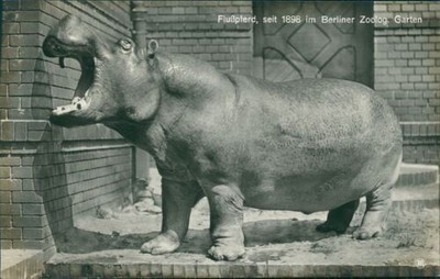 Ansichtskarte  Berliner Zoo Zoologischer Garten Berlin Flußpferd