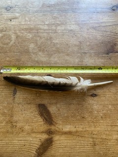 Red Kite Feather 13 Inch