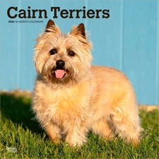Cairn Terriers | 2026 12x24" (Hanging) Square Wall Calendar | Plastic-Free