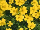 MARIGOLD TAGETES LEMON GEM 0.6 GRAM ~ APPROX 780 FINEST SEEDS