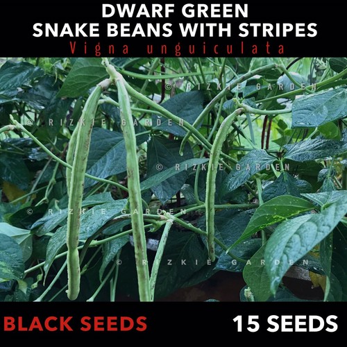 Dwarf Green Snake Beans, Vigna unguiculata, Asian Vegetable Seeds, X 15 Seeds - Picture 2 of 11