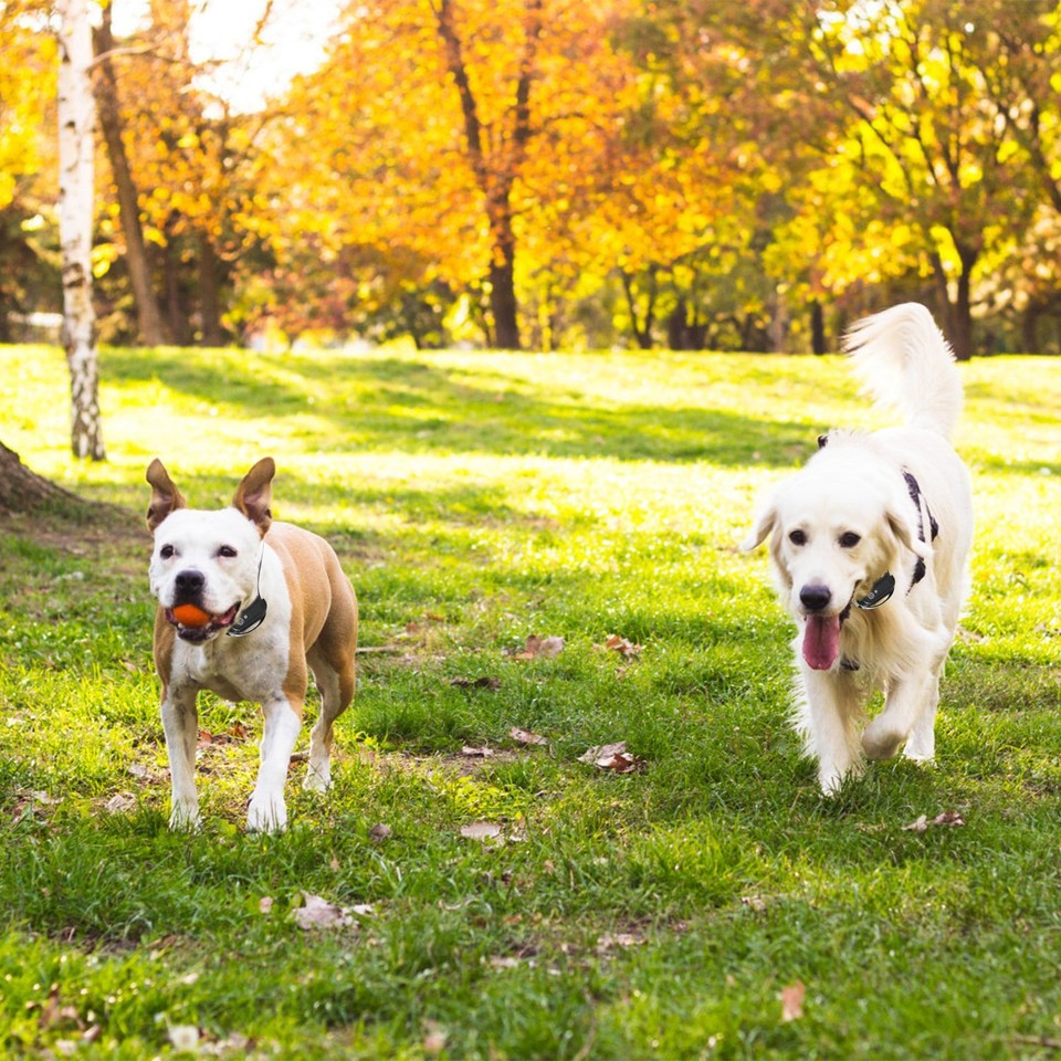 Wireless Electric Dog Fence Pet Containment System Shock Collars For 3
