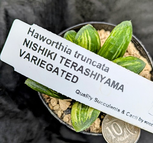 Haworthia truncata NISHIKI TERASHIYAMA VARIEGATED variegata Succulent WOW💥💥💥 - Picture 7 of 7