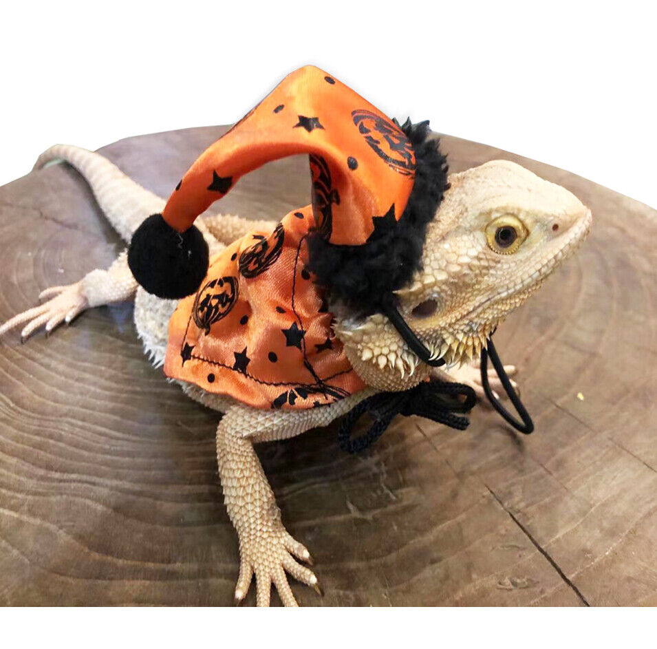 Bearded Dragon