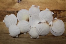 20-GULF SCALLOPS,Large White Seashells,Beach Wedding Supply,Beach Art, SS-584