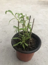 Goji Berry Plant Cuttings With Pot Live Plant Ready To Plant