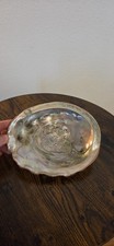 Gro&szlig;e echte Abalone Muschel Perlmutt Seeohr ca. 20 cm Naturdeko