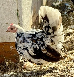 10+ bantam hatching eggs. Rare breeds and colors-chance of purebred and frizzle