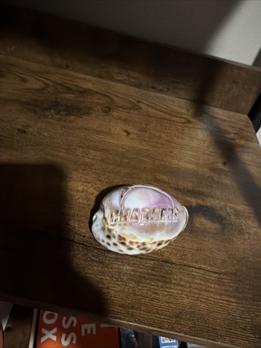Etched Cowrie Seashell Souvenir - Picture 1 of 2