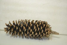Large Pine Cone Northwest high cascades naturally seasoned pine cone 12-14"