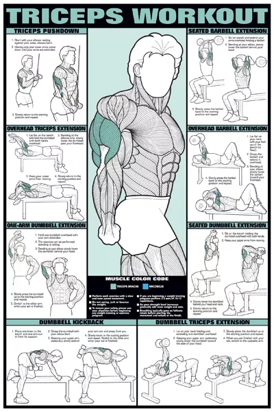 Arm Workout TRICEPS Professional Weight Training Fitness 24x36 POSTER Wall  Chart