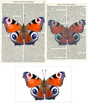 BUTTERFLY Print Peacock Wall Art Decor Nature Gallery Insect UK Wildlife Bug