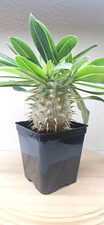 Pachypodium horombense sp n°30 ➡️--LEBENDE PFLANZE--EU angebaut--EXAKTER...