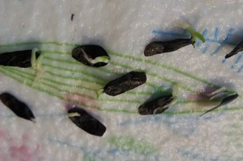 HOSTA FLOWER SEEDS - MIX - Picture 6 of 6