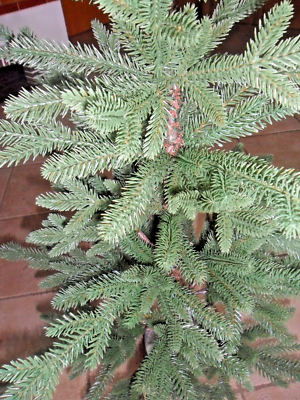Balsam Hill alpiner Weihnachtsbaum Tanne schlanke Form 122 cm | eBay.de