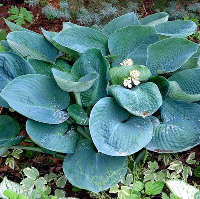 2 Hosta sieboldiana Elegans Große Blaublatt Funkie  Winterhart bis minus 30 Grad
