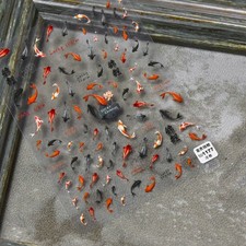 5D Koi Fish, Fish Themed Nail Art Stickers  to1177 