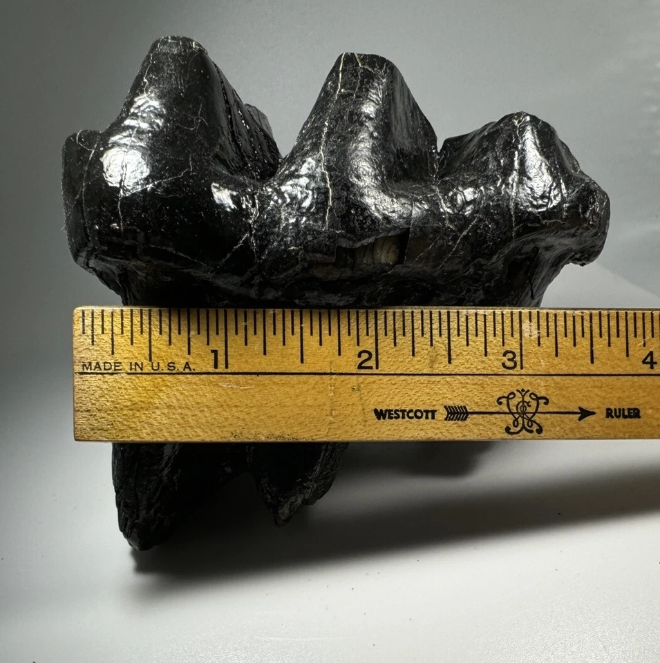 Georgia Mastodon Fossil Tooth/Molar With Partial Root Mammal Fossil Not Mammoth - Image 2 of 4