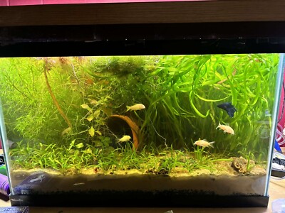 Valisneria Corkscrew - ONE DOLLAR EACH (Rooted Aquarium Plant)