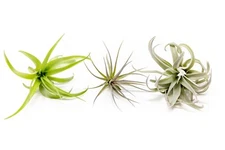 Tillandsia Inca Air Plants Collection – Live Indoor/Outdoor House Decor