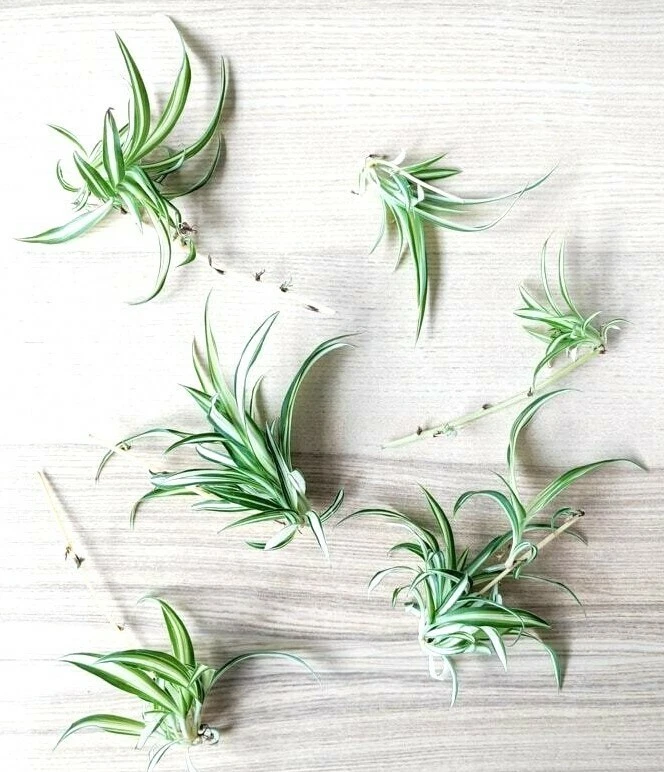  American Plant Exchange Live Spider Plant, Spider Ivy Plant,  Ribbon Plant, Plant Pot for Home and Garden Decor, 6 Pot : Patio, Lawn &  Garden