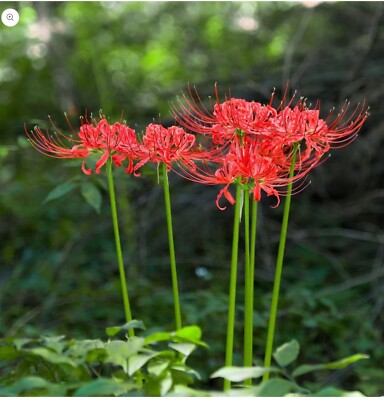 Lycoris Red spider Lily 6 Pk of Bulbs | eBay
