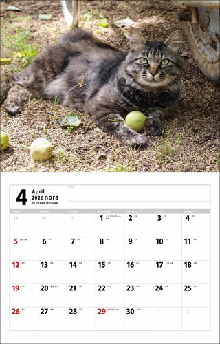 【DDU】2026 Wall Calendar / Stray Cats / Mitsuaki Iwago / Cat Lover - Picture 3 of 7