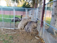 FRESH FERTILE EMU EGGS AVAILABLE FROM UNRELATED PAIR-50/50 BLONDE OR STANDARD