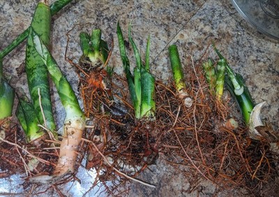 haworthia cooperi succulent Haworthia Cooperi for Sale| Haworthia for Sale main image 0