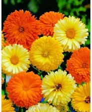 Calendula Pacific Beauty Seeds Mix, Pot Marigold, Variety Sizes, FREE SHIPPING