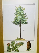 ANTIQUE PLANTS POSTER POSTER PICTURES ILLUSTRATION 1882 FLOWERS BOTANY ILLUST...