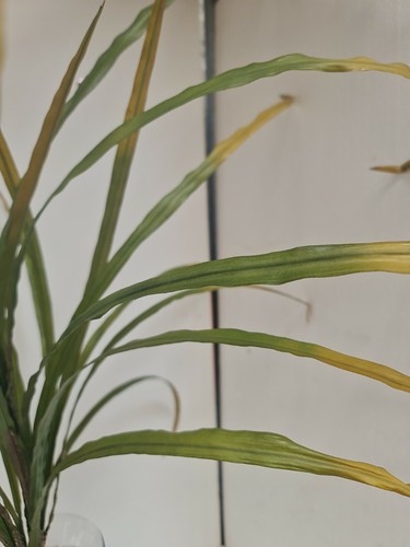 3 X Artificial green/yellow Leaf Orchid large Plants 100cm Foliage, Greenery - Picture 4 of 12