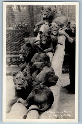 c1940's Gays Lion Farm El Monte California CA RPPC Photo Vintage Postcard