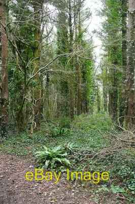 Foto 6x4 Wald auf High Peak Sidmouth Ein steiler Anstieg auf den Gipfel o c2009
