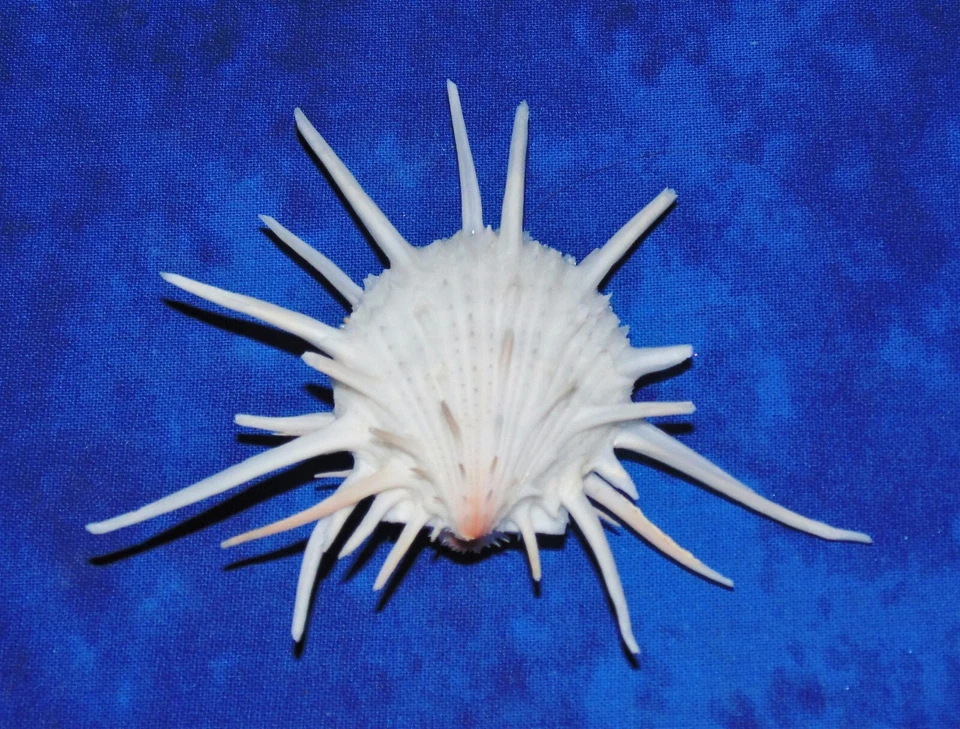SMALL SPONDYLUS IMPERIALIS, SPINY OYSTER, SEA SHELL BEACH DECOR TROPICAL - Image 2 of 3