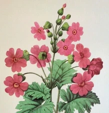 Redoute Beautiful Flowers Primula Sinensis Botanical Art Print Book Plate 113