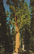 Postcard General Sherman tree y Sequoia National Park California USA A 6082