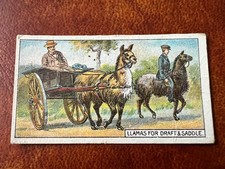 B.A.T. Cigarette Card - Transport Of The World 1917 - Llamas For Draft & Saddle
