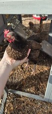 6 serama hatching eggs chicken (Exchequer Roo & Dusky Hen , High Fertility Rate)