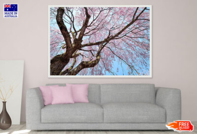 (Laminated) Cherry Blossom Tree Photograph 91x61cm
