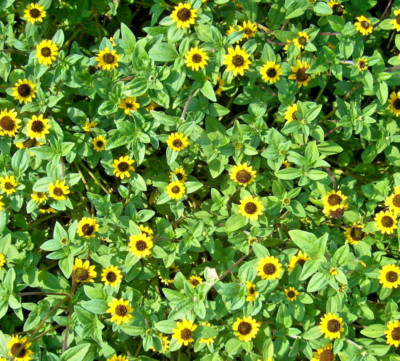 künstliche seerosen für gartenteich Künstliche schwimmende Seerosen & Lotusblüten – Wasserlilien, Teichdek –  kunstblumenshop main image 1