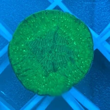 Live Poison Ivy Leptoseris (Easy SPS) Small Polyp Stony Coral