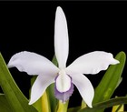 RARE GORGEOUS CATTLEYA (LAELIA) PERINII COERULEA ORCHID SPECIES  — photo 1