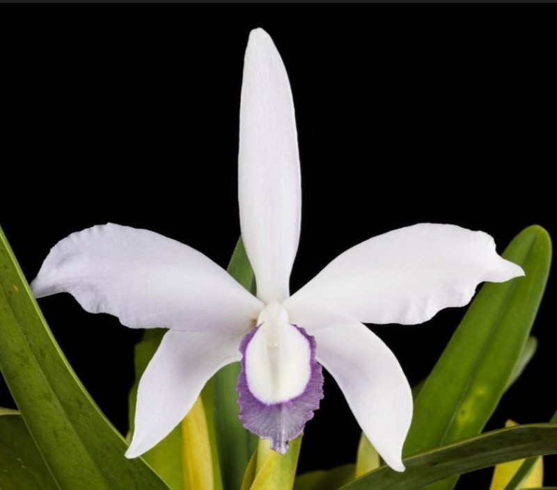 RARE GORGEOUS CATTLEYA (LAELIA) PERINII COERULEA ORCHID SPECIES 