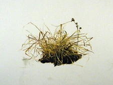 Andrew Wyeth Gravure Print WINTER CORN & GRASSES, The Walk