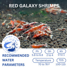 ShrimpLive 10 1 RED GALAXY Caridina Freshwater Shrimps Live Guarantee