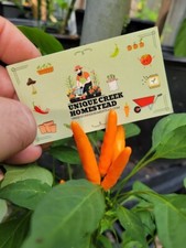 Chaotian YELLOW 10 Pepper Seeds 10,000-50,000 Spicy Chili Unique Creek Homestead
