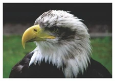Bald Eagle, North America, Bird, 2x3 Souvenir Fridge Magnet, Locker Magnet, A049